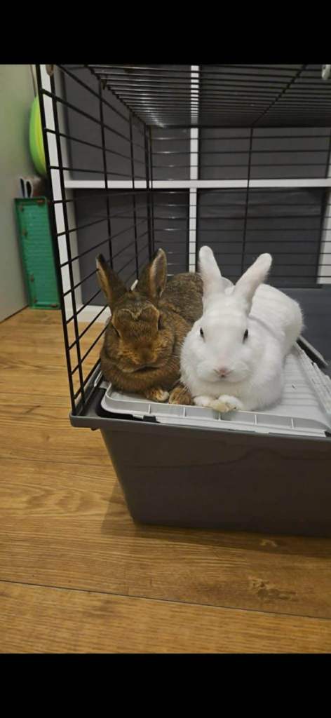 3 female Rabbits