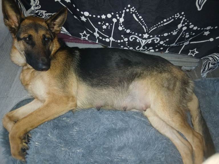 10 Beautiful shepherdor puppies