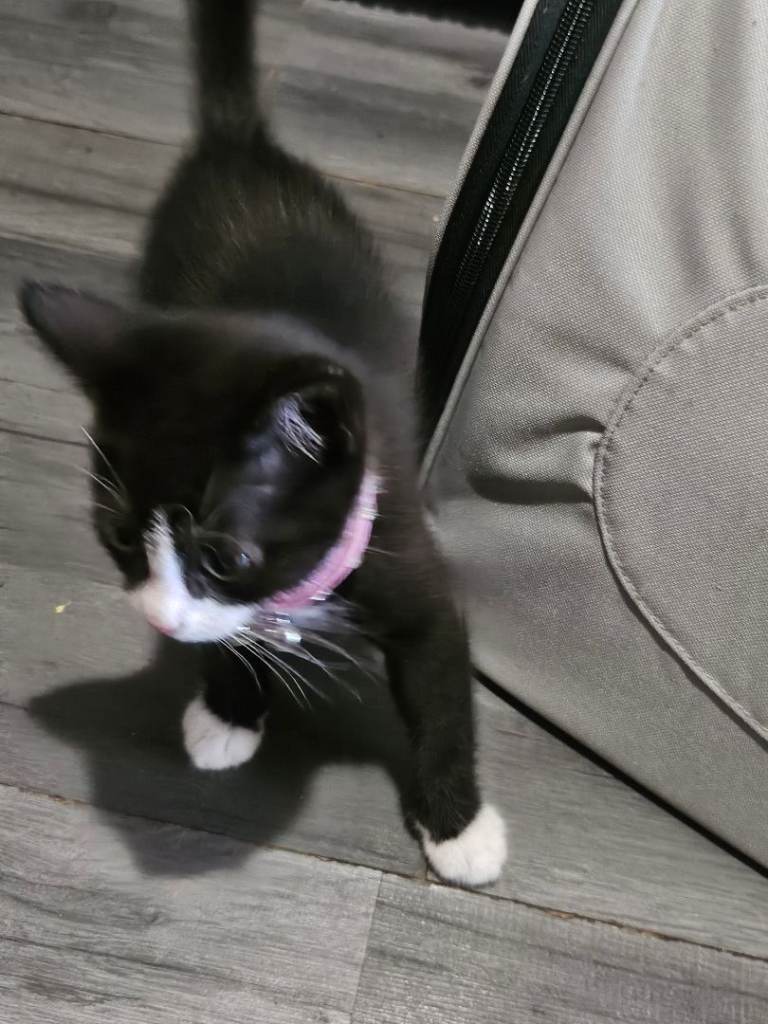 Tuxedo kitten for sale