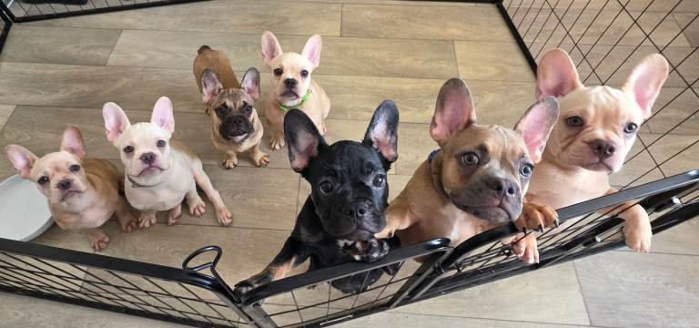 Reduced French bulldog puppies