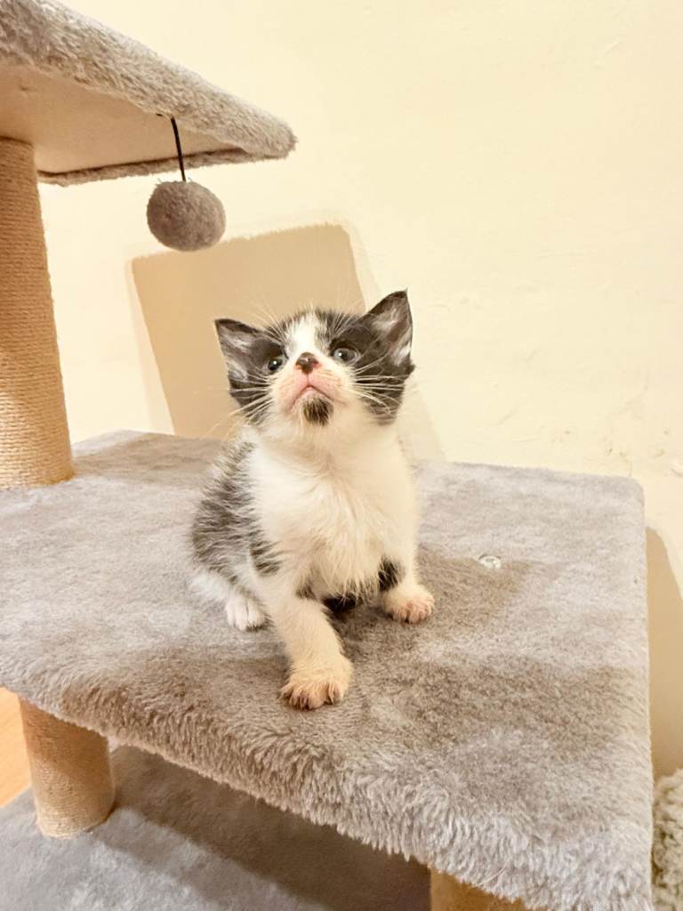 1 beautiful little kitten 