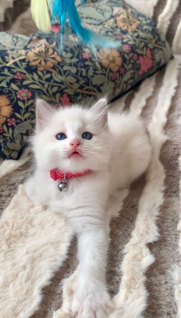 Beautiful bi-colour purebred Ragdoll kittens 