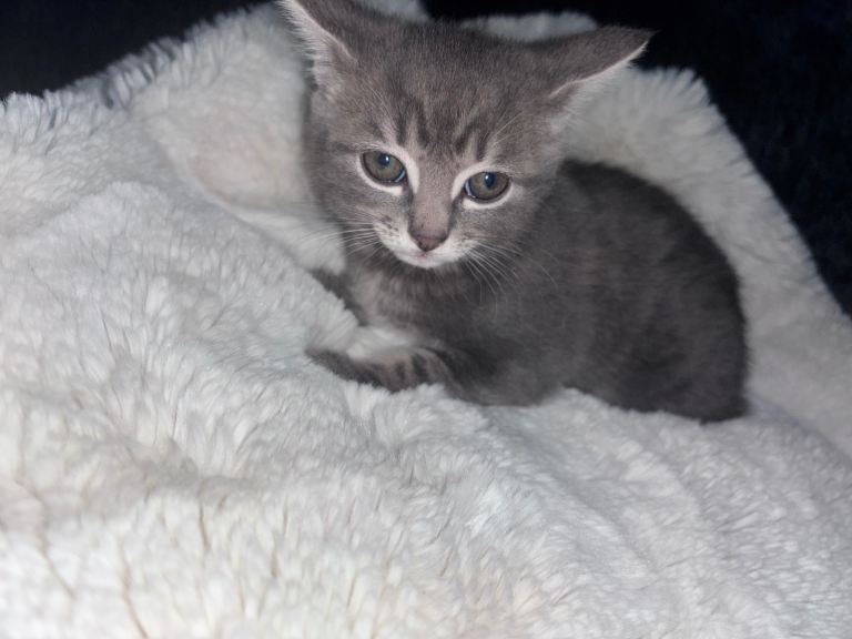 Kittens £200 each