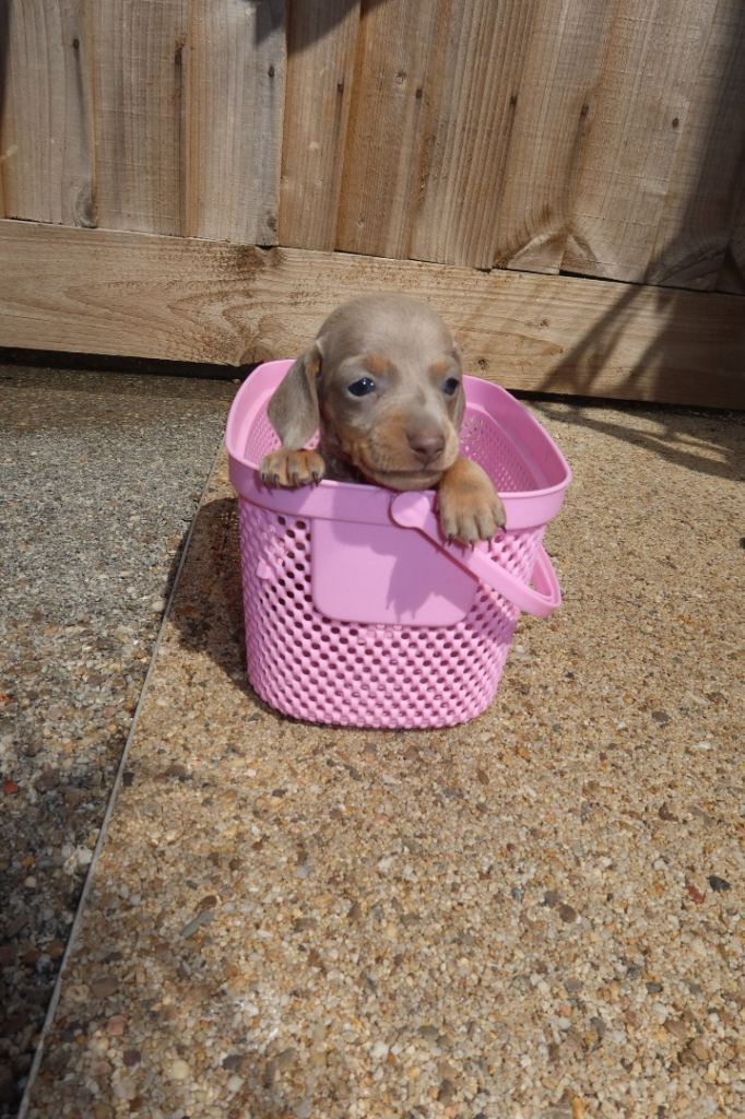 Miniature dachunds puppies 🥰
