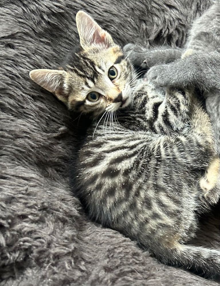 Adorable kittens  🤩🤩🤩