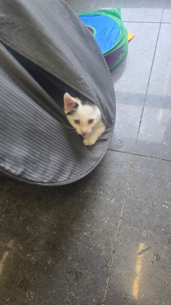 Kitten