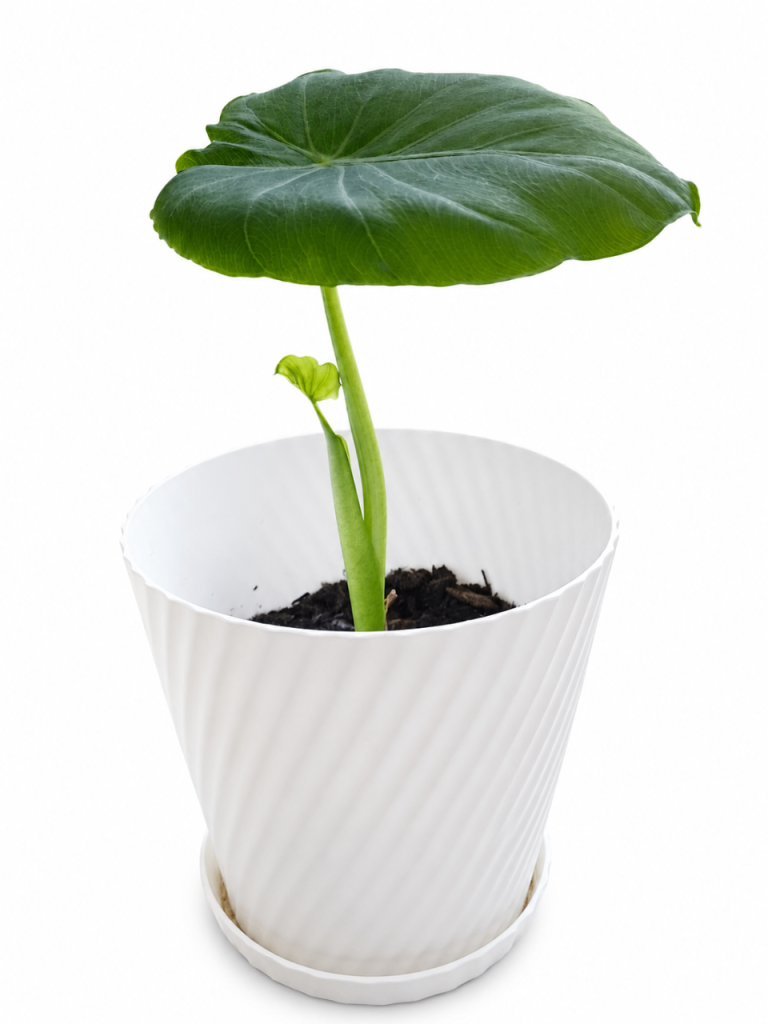 🌿 Stunning Elephant Ear Plant – Healthy, Beautiful & Pot Included! ✨️✨️