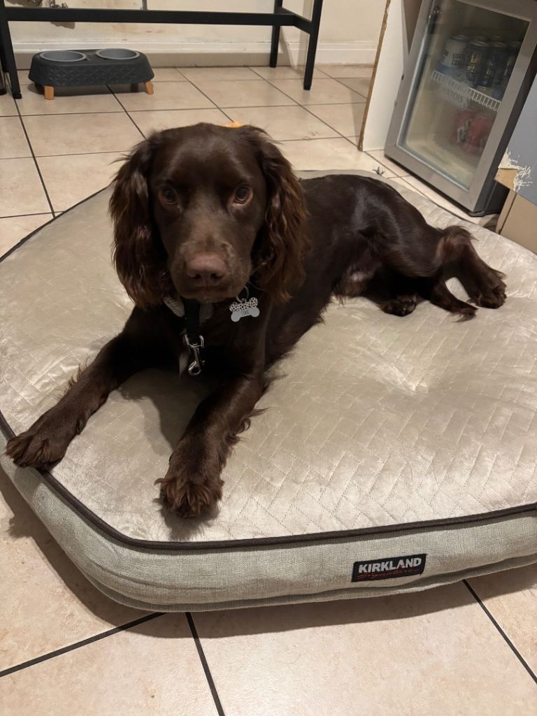 Cocker spaniel Coco for new home 