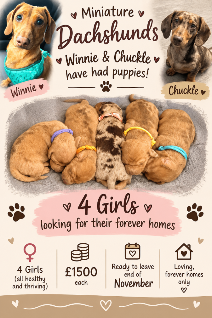 Miniature dachshund puppies 