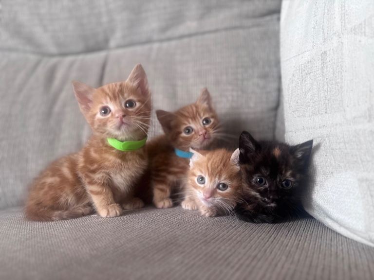 4 gorgeous kittens 