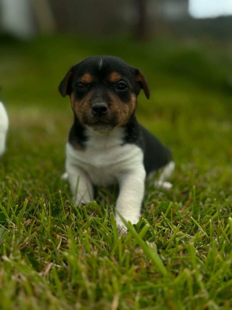 Jack Russel puppies