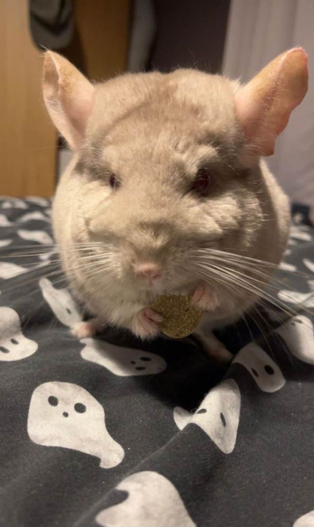 Pika - lovely chinchilla looking for new home 
