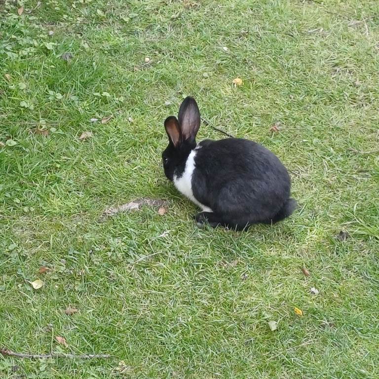 Bunnies