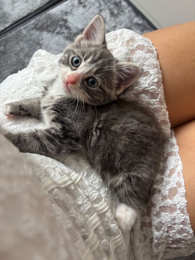 Grey kitten 10 weeks NEED URGENT HOME £150