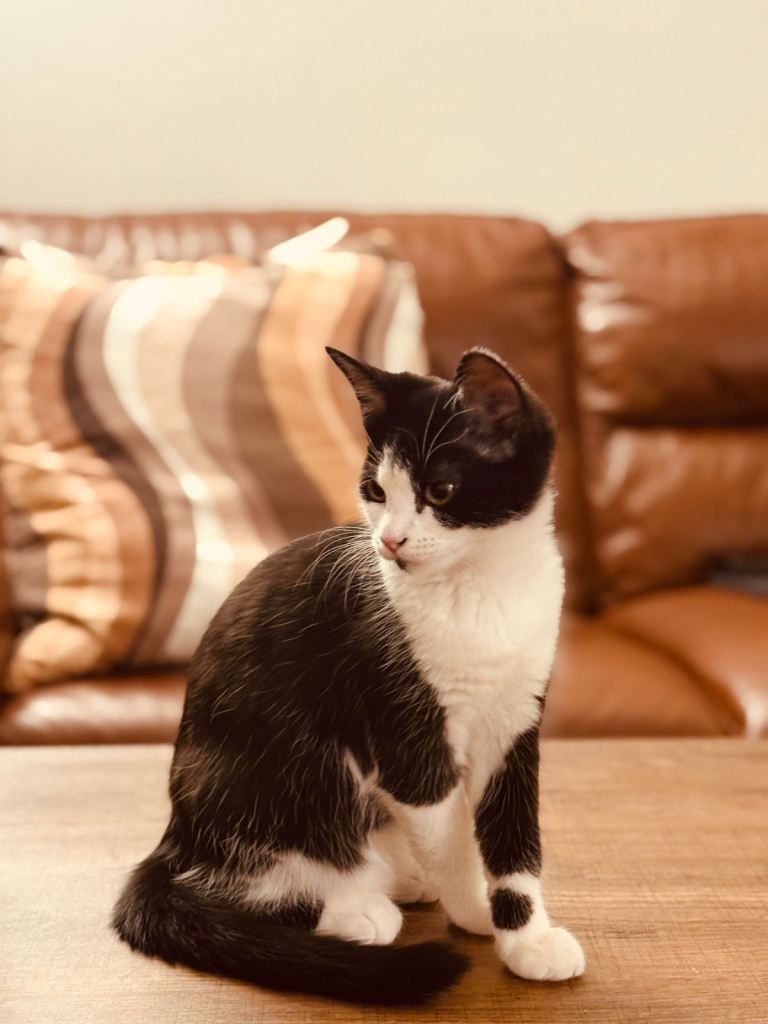 British shorthair cat tuxedo