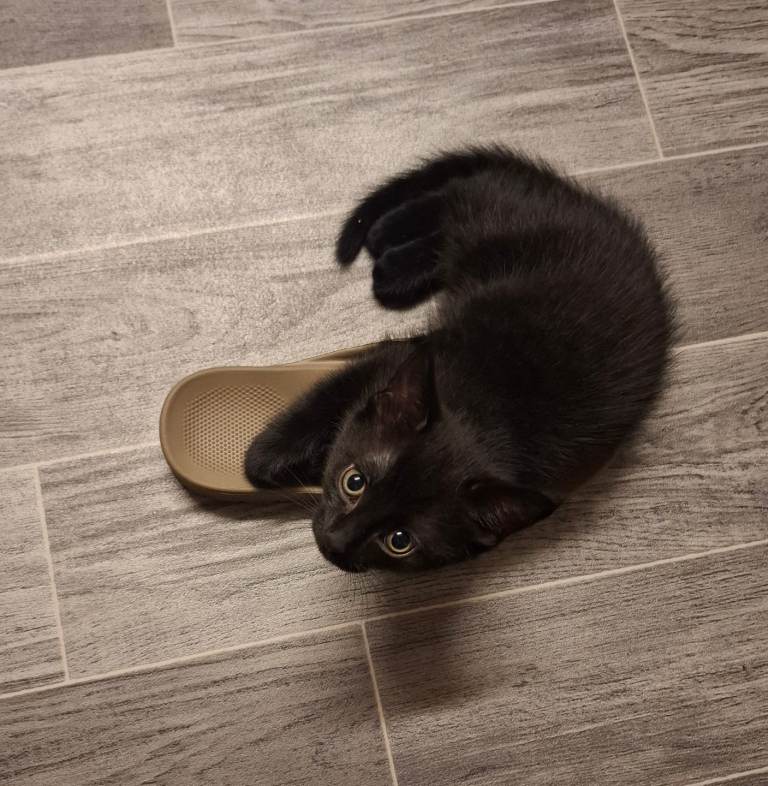 Kittens 