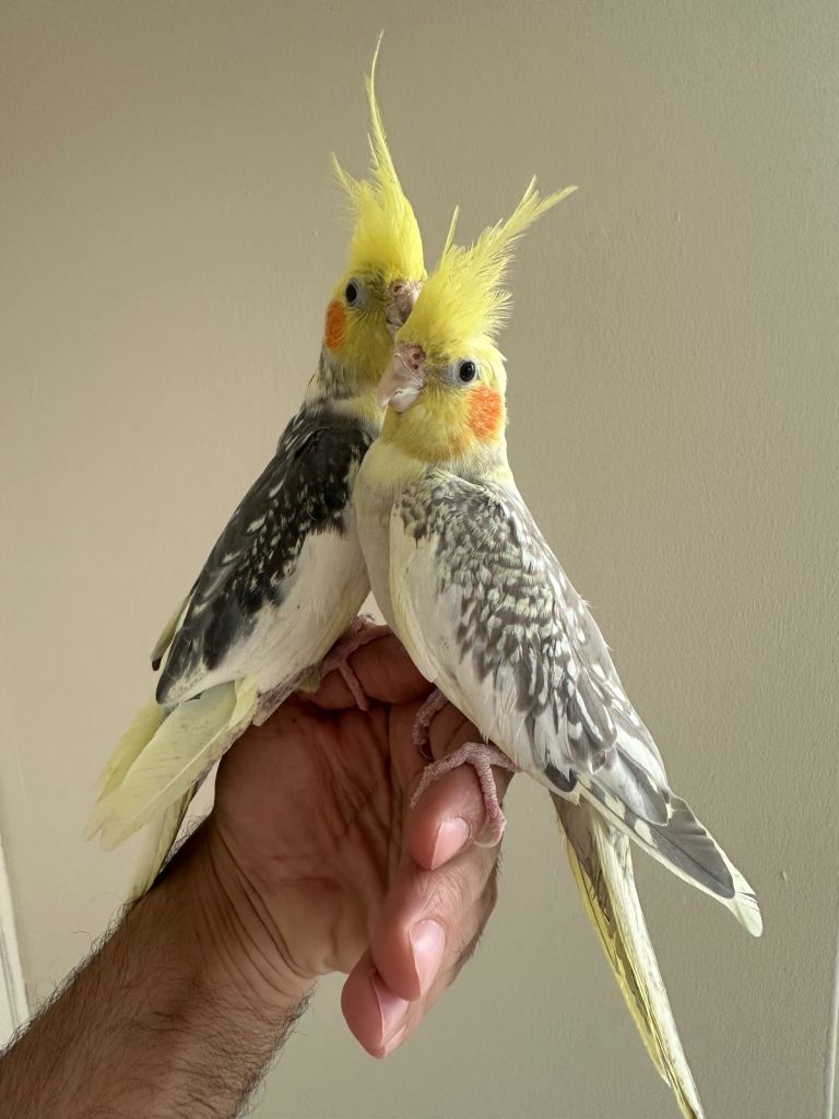 Cockatiels 
