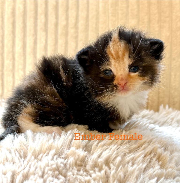 Beautiful Maine coon babies