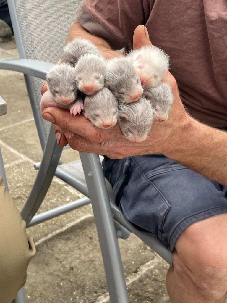 Ferrets for sale