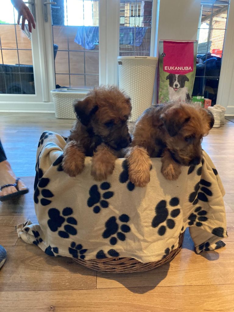 Irish terrier puppys 