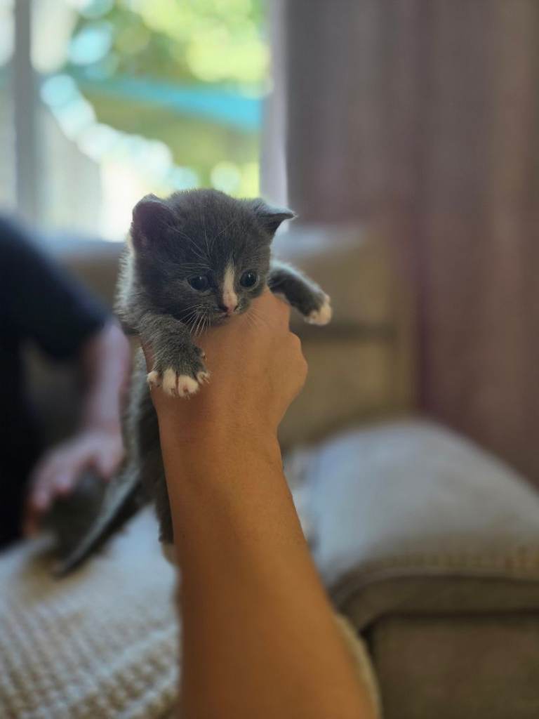 BRITISH SHORTHAIR X KITTENS