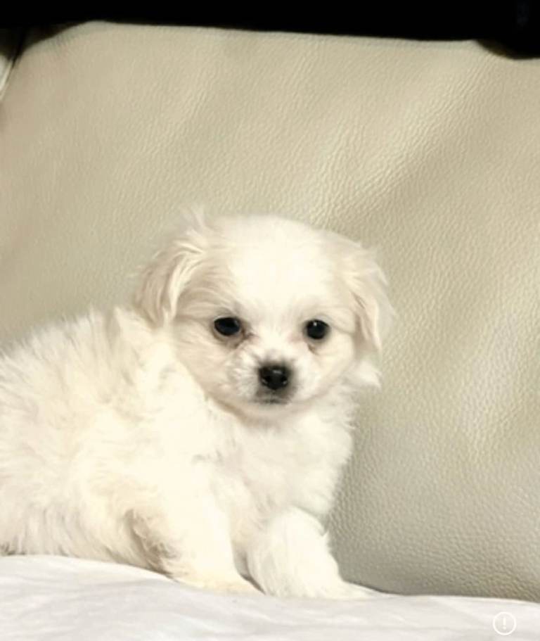 Litlle tiny maltese