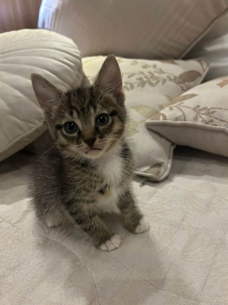 kitten last available