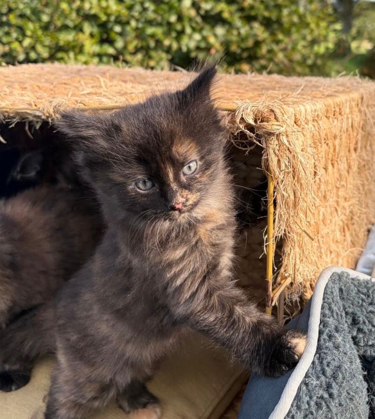 Beautiful Long-Haired Kittens