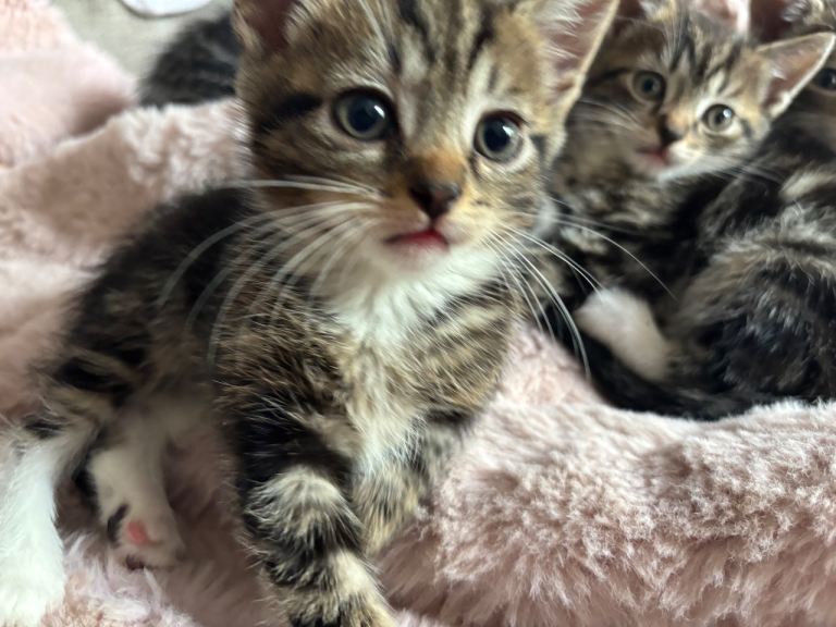 Beautiful Tabby Female Kitten – Ready Now