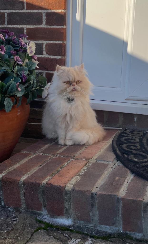 Persian cat
