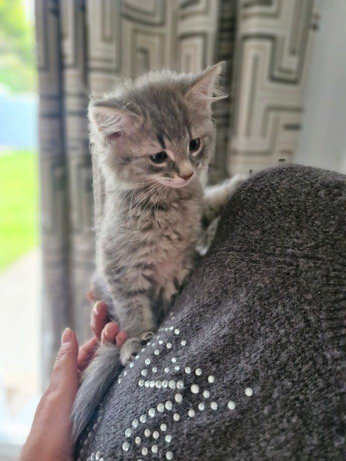 5 Kittens for loving home