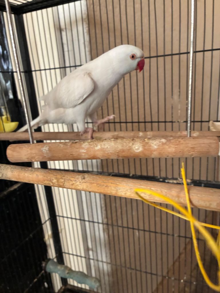 Birds and cages for sale 