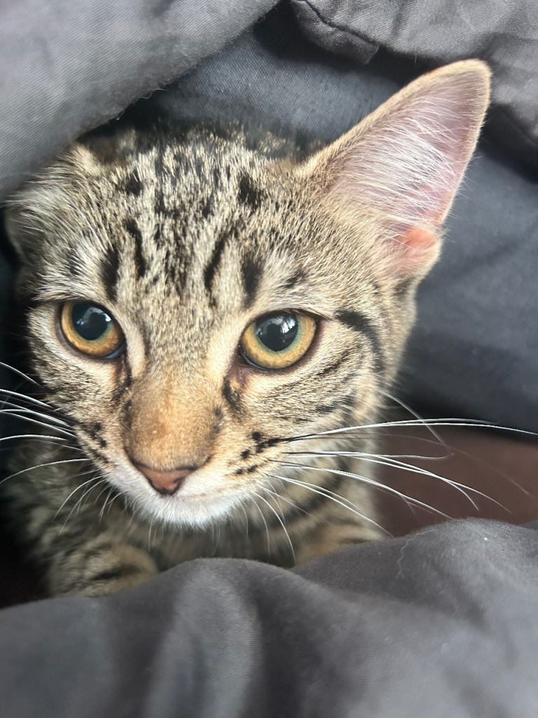 Kitten looking for a loving home 