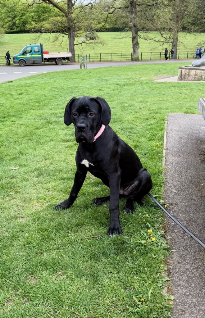 Cane Corso Girl 6 months