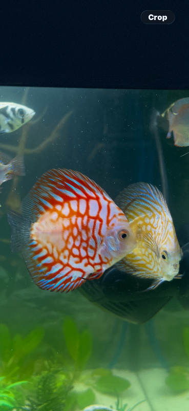 Discus fish 