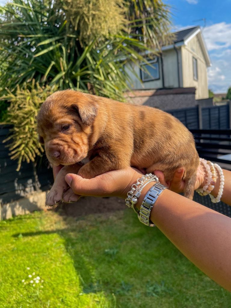 One of a kind mixed puppies