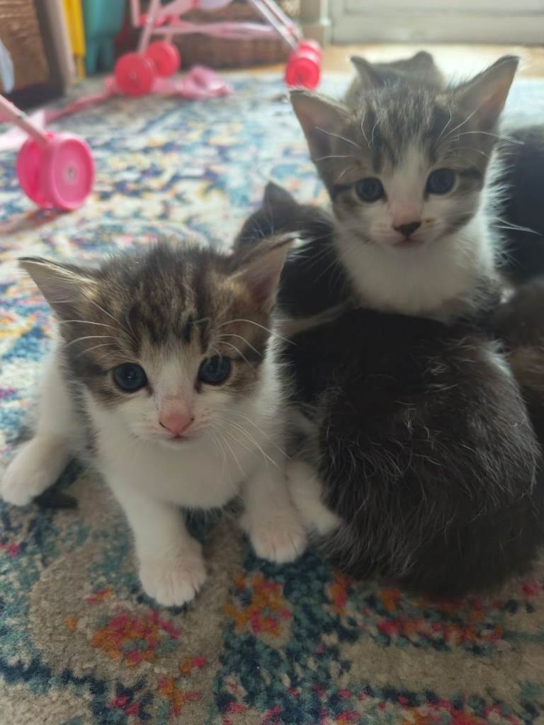 Kittens - Domestic Shorthaired Kittens 