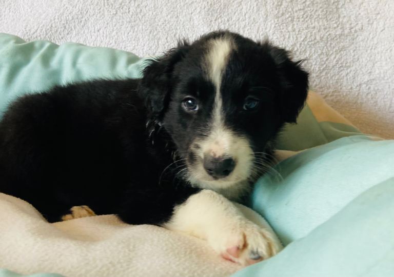 Border Collie puppies for sale  £950 
