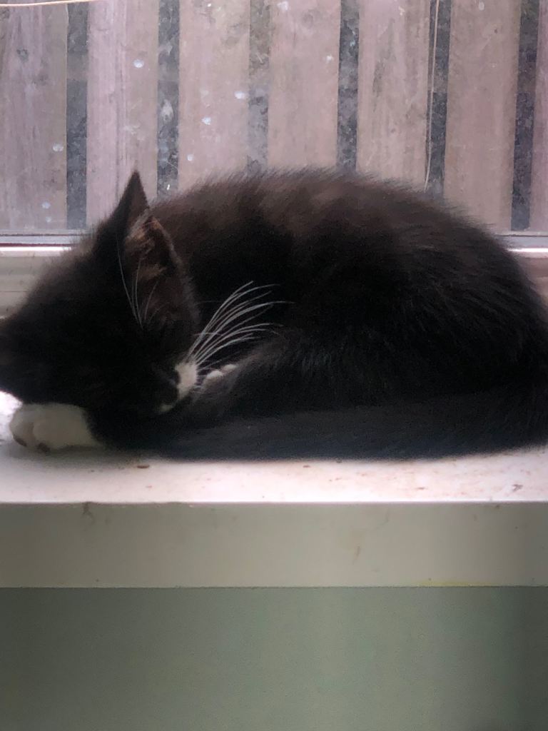 5 beautiful kitties 