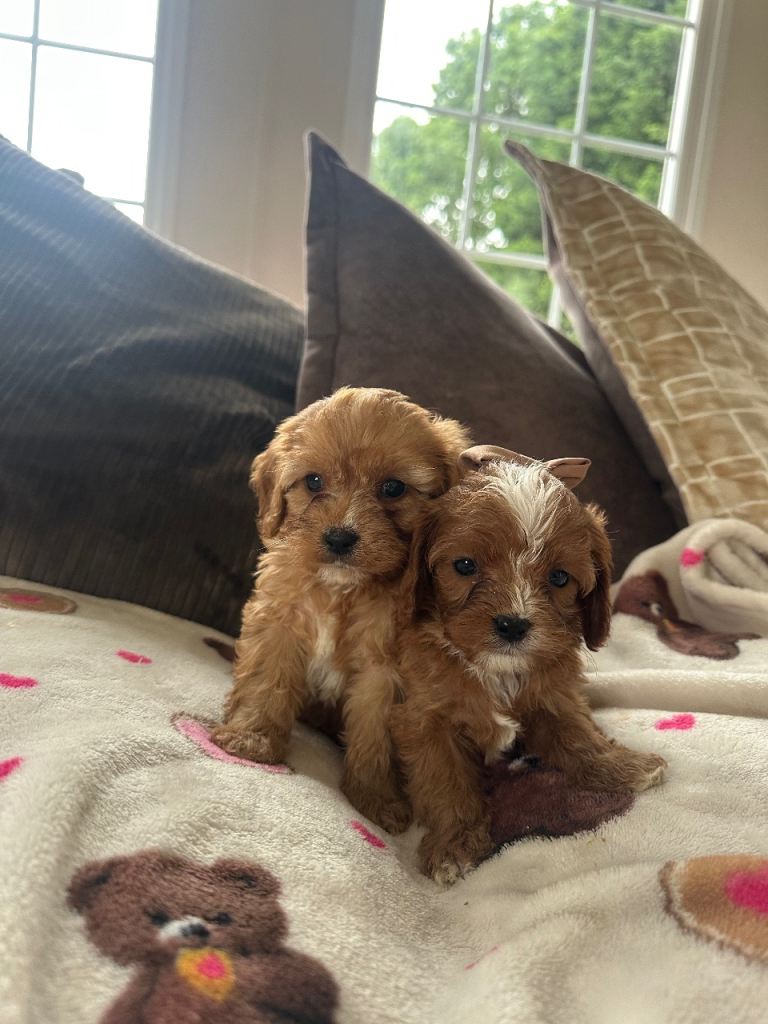 1 Boy and 1 Girl Cavapoo Puppy for Sale 🩷💙