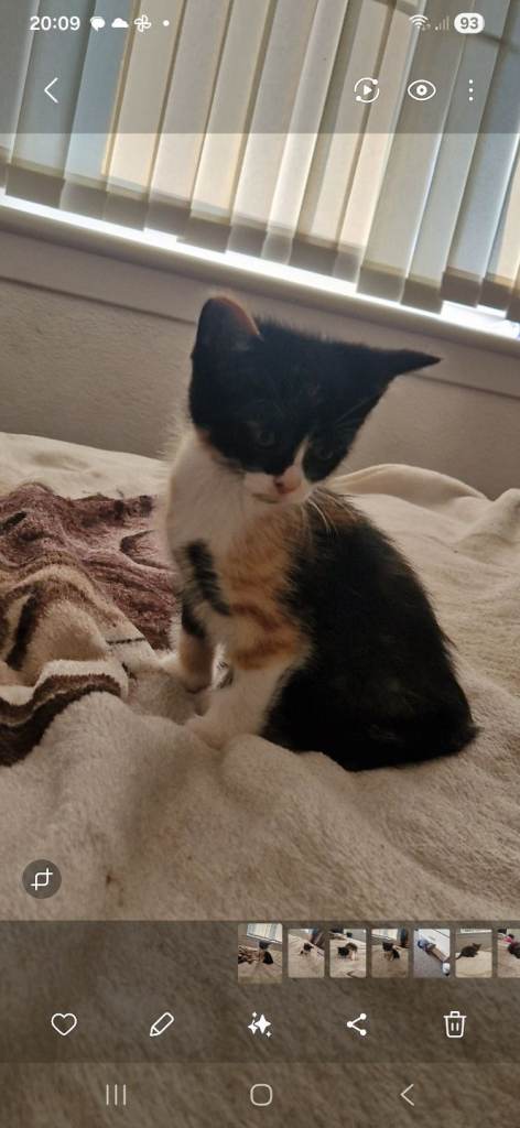 Kittens