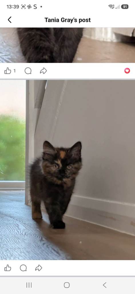 9 weeks old female kittens 