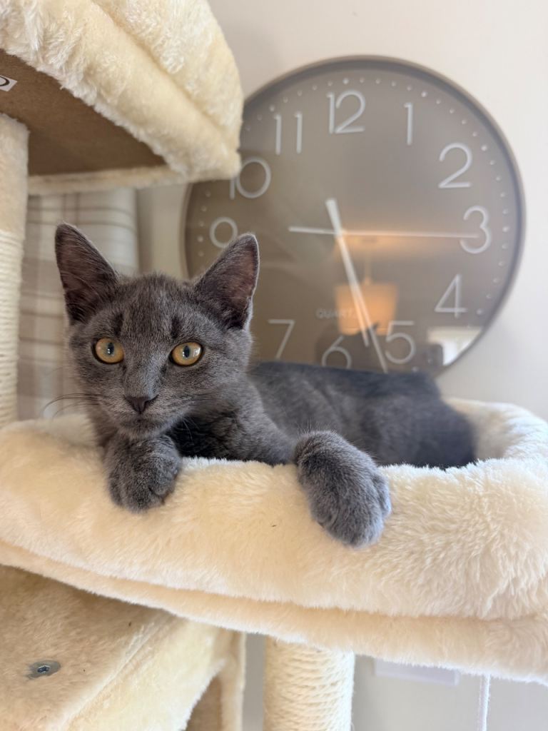 Stunning Grey Male Kittens - Microchipped, Vaccinated & De/flead-Wormed