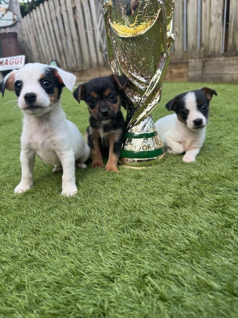 Jack Russell puppies
