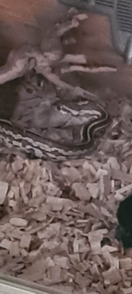 Cornsnake and complete vivarium setup
