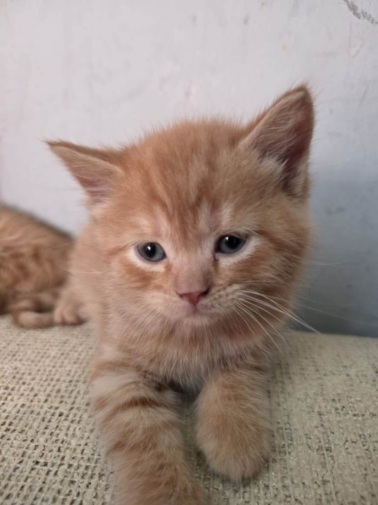 SOLD ! Lovely Ginger and Cream Kittens (3 BOYS) one Grey and Cream Girl 