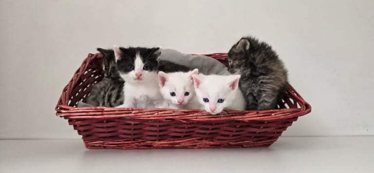 White and mixed Kittens British Shorthair 
