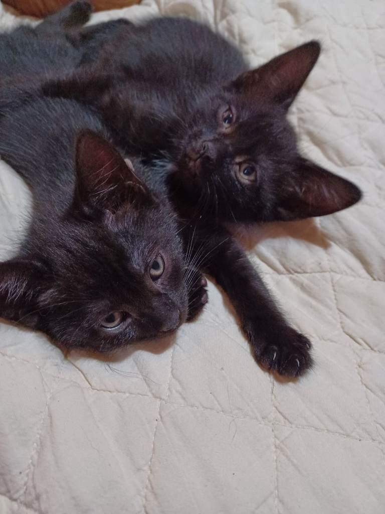 3 kittens left ready to find their forever home 