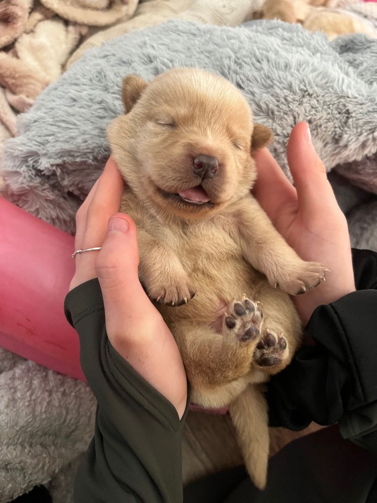 Chow/Labrador looking for there forever homes 