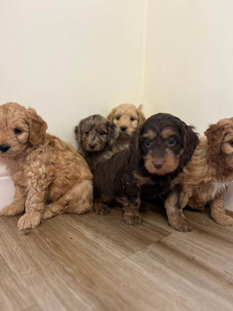 Cockapoo puppies f1